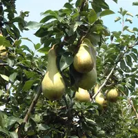 La France a produit 130 000 t de poire en 2020, un volume qui a été divisé par deux en vingt ans. © RFL