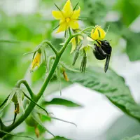 Le xylocope ou mouche charbon montre des capacités de pollinisation sous serre très élevées. © Y. Ah Hot