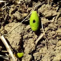 Les larves d'hoplocampe creusent des galeries dans les jeunes prunes. Celles-ci tombent au sol avant maturité. © Invenio