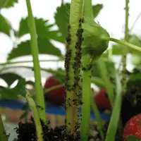 Les parasitoïdes de pucerons commercialisés semblent peu efficaces dans certains contextes. © RFL