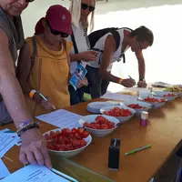 L’appréciation de la qualité gustative des tomates par les consommateurs a été recueillie à l’occasion du Festival des Chants de Marins de Paimpol.