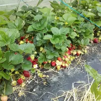 La fraise AB destinée à la transformation nécessite un itinéraire spécifique.