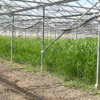 Le sorgho, installé en interculture, permet de lutter contre certaines espèces de nématodes.