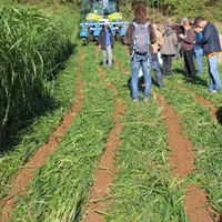 Le CTIFL a évalué deux méthodes alternatives de destruction des couverts végétaux lors du projet Clé de Sol : broyage + occultation et strip-till (en