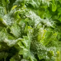 La surface des feuilles (face inférieure et face supérieure)  se recouvre d’une « poudre farineuse » blanche à grise