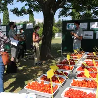 En 2021, le CTIFL évalue dix variétés de tomate cerise rouge pour une récolte en vrac sous serre chauffée.