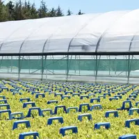 L’essor du bio et la baisse des herbicides utilisables favorisent le recours aux plants qui voient leur marché progresser de 5 à 7 % par an.