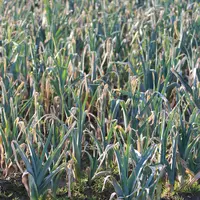 Le projet Apostim évalue des produits algaux pour renforcer une gestion délicate des maladies du poireau, comme ici le mildiou.