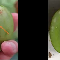 Des tâches translucides et du liège blanc sont les principaux dégâts causés par les piqûres de punaise diabolique sur kiwi.