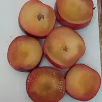 La chair des prunes conservées au froid a tendance à devenir vitreuse, comme ici sur Grenadine.