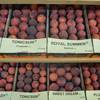 Lors de la journée de présentation variétale ‘pêches-nectarines’ au CTIFL de Balandran, le bilan de campagne a fait état d’une bonne réaction des verg