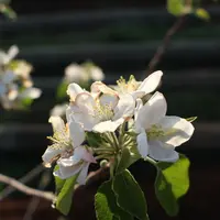 Pink Lady® et son partenaire ITK encadrent des étudiants dans le développement d'un indicateur de floraison du pommier.