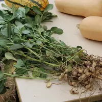 Les cacahuètes se forment quand la fleur fécondée s’enracine dans le sol.