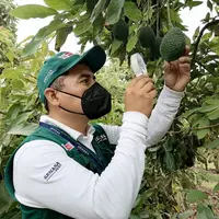 Près de 38 500 hectares d’avocatiers ont été certifiés pour l’export en 2021.