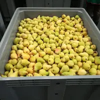 Le tri des poires selon leur densité pourrait permettre d’améliorer la gestion de l’affinage.