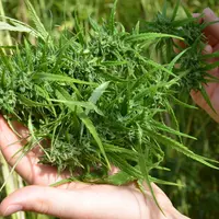 La nouvelle réglementation, qui concerne la récolte et la transformation de fleurs et de feuilles, ouvre de nouveaux débouchés au chanvre notamment da
