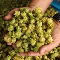 Le séchage des cônes de houblon est une étape cruciale pour la qualité du produit final proposé aux brasseurs.