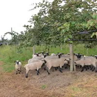Les moutons sont capables de maîtriser le couvert végétal dans un verger par leur effet « tonte ».