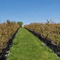 Pour les producteurs et les techniciens de Cadralbret qui se sont lancés dans l’aventure, la myrtille est une culture nouvelle et intéressante.