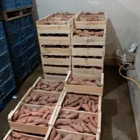 La technique du curing permet de renforcer l’épiderme, de cicatriser les tubercules rapidement, d’éviter le développement de pourritures de conservati