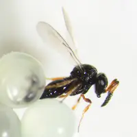 Oviposition du parasitoïde Trissolcus mitsukurii.