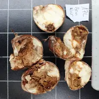 Gnomoniopsis castanea, responsable de la pourriture des châtaignes, provoque d’importantes pertes de production depuis 2018.