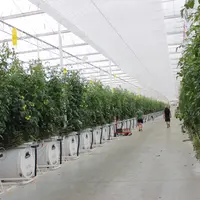 Une trentaine d'équipements faisant l'objet de fiches CEE concernent les producteurs de légumes.