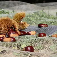 La France est au 5e rang des pays producteurs de châtaigne en Europe avec 9000 t estimées en 2021.