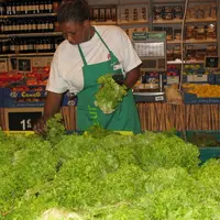 La fraîcheur et l’aspect représentent le premier critère d’achat des salades, quel que soit le type variétal.