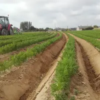 Les producteurs de carotte normands pratiquent la culture en planches à plat ou la culture sur butte.