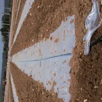 Les cultures légumières de plein champ, dont le melon, utilisent des gaines souples d'irrigation.