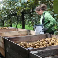 La production française de kiwi est en légère baisse depuis quelques années, passant de 67 000 t en 2015 à 51 000 t en 2020, selon Eurostat.