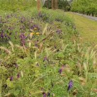La diversité des plantes adventices contribue à la fourniture de plusieurs fonctions écologiques.