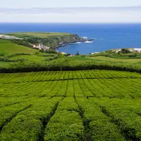 Aux Açores, le thé bénéficie de conditions idéales pour son développement.
