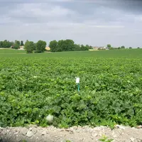 144 100 tonnes de melon ont été produites dans le Sud-est, 49 800 tonnes dans le Centre-ouest et 37 300 tonnes dans le Sud-ouest.