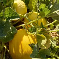 Plusieurs variétés de melon Canari répondent aux attentes des producteurs du Ceta d’Aubagne.