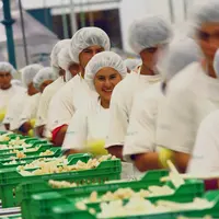 En 2020, les Péruviens ont exporté plus de 125 000 tonnes d'asperges pour une valeur de 377,1 millions de dollars US.