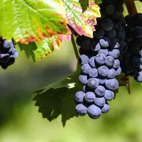 Près de 15 % des surfaces de fruits sont engagées en bio
