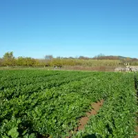 Le projet Celebre cherche à établir des références pour les nouvelles variétés de céleri branche en culture de plein champ pour le marché du frais dan