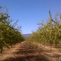 Le mode de conduite en gobelet avec une plantation en quinconce favorise la pénétration de la lumière.