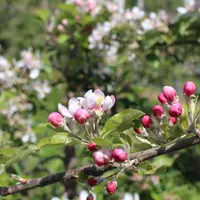 La date de floraison moyenne pour Braeburn sur le centre de Balandran est le 1er avril.