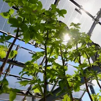 Des essais sont en cours et à venir sur de nouveaux matériaux et concepts photovoltaïques apportant plus de transparence aux plantes et aux résultats