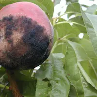 Pour prévenir le monilia sur fruits, deux produits de biocontrôle sortent du lot avec une efficacité partielle à bonne.