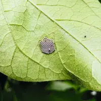 Ooplaque de Nezara viridula parasitée et émergence d’un parasitoïde.