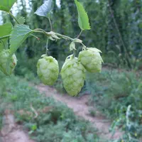 Lorsqu’ils sont prêts à être cueillis, les cônes du houblon perdent leur couleur vert tendre et passent au vert jaune.