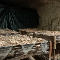 900 tonnes de champignons de Paris sont produites annuellement dans des carrières en Ile-de- France.