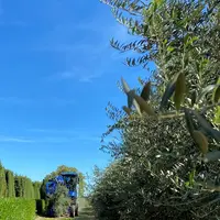 Pour récolter ses amandes en août et ses olives en octobre, le Moulin Saint Pierre utilise un seul et même outil.