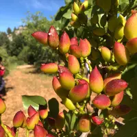 Sécuriser et développer la production d'amandes de façon qualitative et garantir un niveau de valorisation, tels sont les enjeux de  la jeune filière