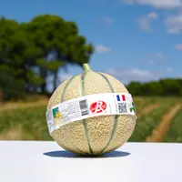 Les surcoûts liés à la loi Agec vont impacter la filière melon qui souffre depuis plusieurs années et a encore vécu une saison 2021 très compliquée.