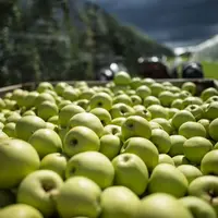 La demande mondiale de pommes est en baisse depuis 2015.